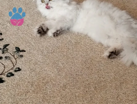 British Shorthar kızımıza eş arıyoruz