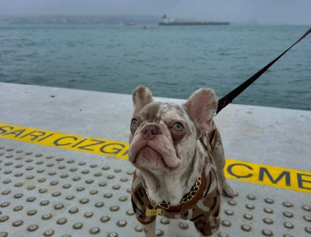 French Bulldog Yakışıklı Oğlum Eş Arıyor - 118984591