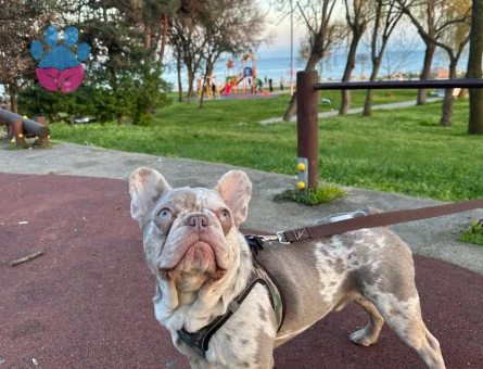 French Bulldog Yakışıklı Oğlum Eş Arıyor