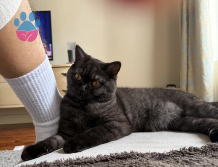 British Shorthair 1 Yaşında Eş Arıyor