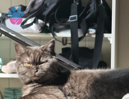 British Shorthair 1 Yaşında Eş Arıyor