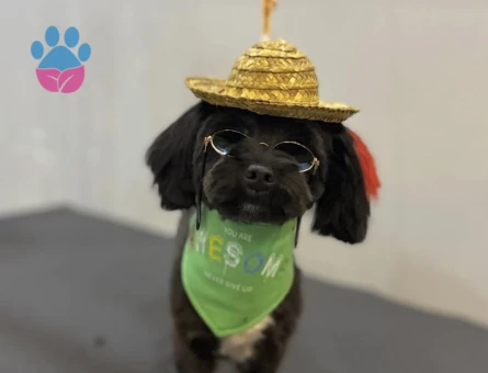 Sherlock Maltipoo Köpeğim Eş Arıyor - 118984593