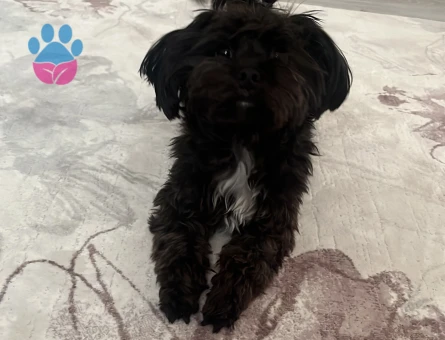 Sherlock Maltipoo Köpeğim Eş Arıyor