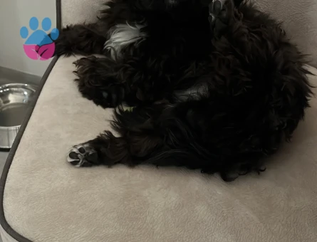 Sherlock Maltipoo Köpeğim Eş Arıyor