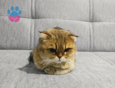 Scottish Fold 6 Yaşında Yuva Arıyor