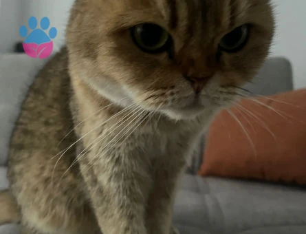 Scottish Fold 6 Yaşında Yuva Arıyor