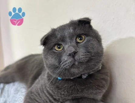 Sccotish Fold Oğluma Dişi Arıyorum