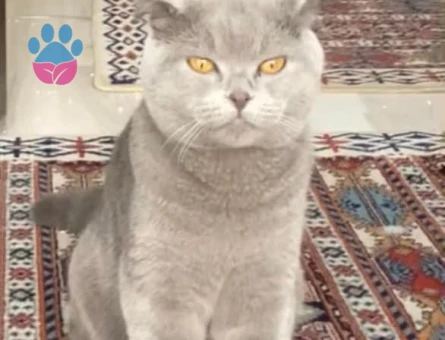 Scottish Fold Oğluma Eş Arıyorum