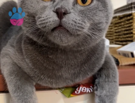 Scottish Fold Oğluma Eş Arıyorum