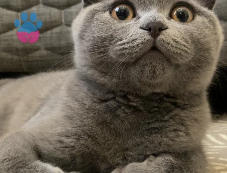 Scottish Fold Oğluma Eş Arıyorum