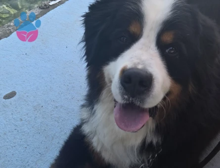 3.5 yaşında erkek bernese için dişi arıyoruz