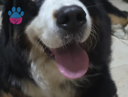 3.5 yaşında erkek bernese için dişi arıyoruz