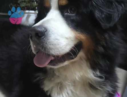 3.5 yaşında erkek bernese için dişi arıyoruz