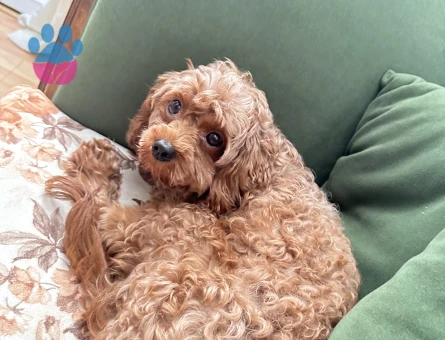 kore kanı(safkan) toy poodle eş