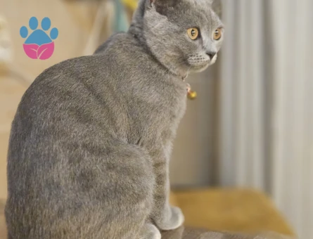 Scottish fold kendimize eş ariyoruz dişi