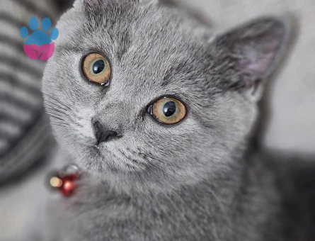 Scottish fold kendimize eş ariyoruz dişi