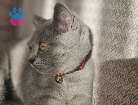 Scottish fold kendimize eş ariyoruz dişi