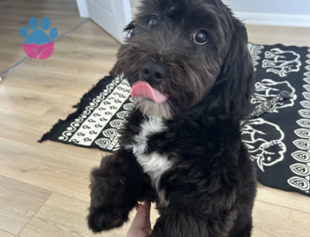 Maltese Terrier Oğluma Gelin Arıyorum