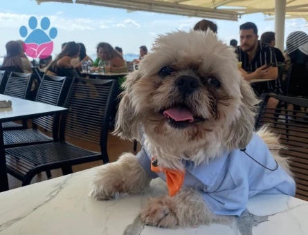 Shih Tzu 6 Yaşında Eş Arıyor