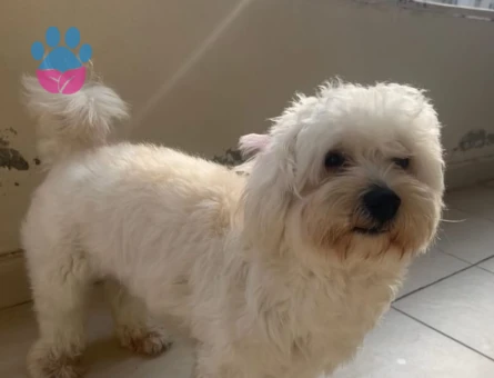 Erkek maltese terrier köpeğime eş arıyorum