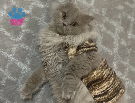 oğlum için eş arıyoruz