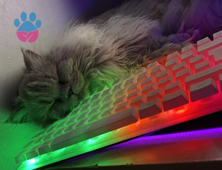 oğlum için eş arıyoruz