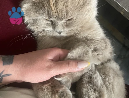 oğlum için eş arıyoruz