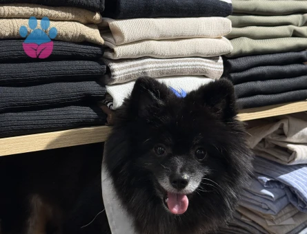 Yakışıklı oğluma eş arıyoruz