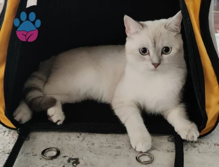 British Shorthair 1 Yaşında Eş Arıyor