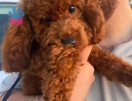 Toy Poodle 11 Aylık Eş Arıyor