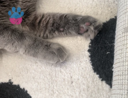 Merhaba oğlumuza eş arıyoruz. Çok oyuncu güzel arkadaş canlısı bir karaktere sahip.  İlginilenenler mesaj atarak ulaşabilir. Whatssap da olur