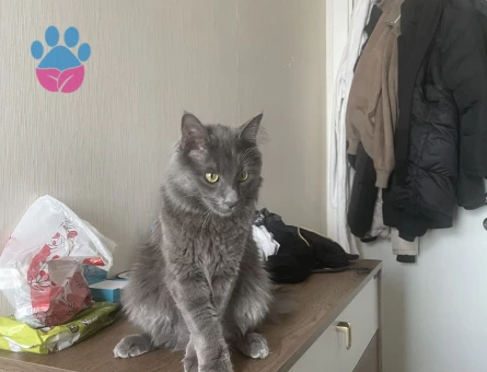 Merhaba oğlumuza eş arıyoruz. Çok oyuncu güzel arkadaş canlısı bir karaktere sahip.  İlginilenenler mesaj atarak ulaşabilir. Whatssap da olur