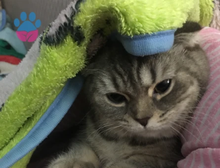 Scottish Fold 1 Yaşında Eş Arıyor