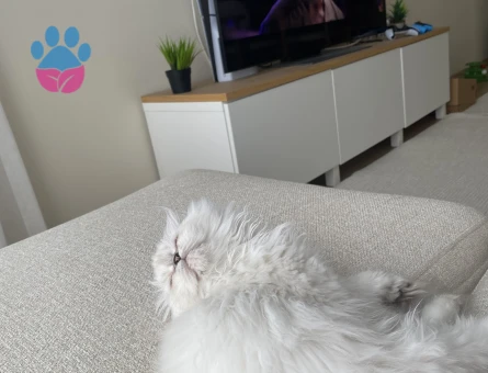 7 aylık scottish fold Longhair beyaz mavi göz