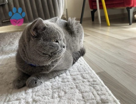 Erkek kedimize eş arıyoruz