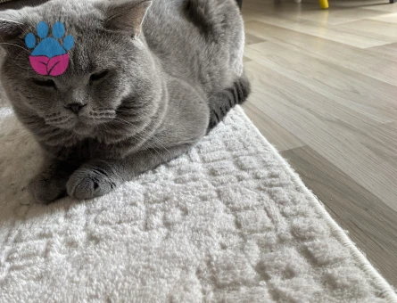 Erkek kedimize eş arıyoruz