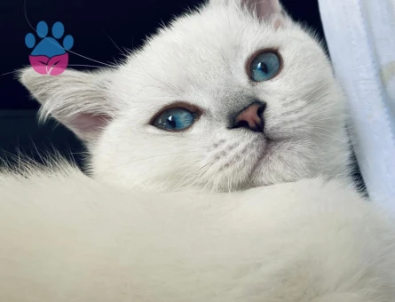 British Shorthair Oğluma Eş Arıyorum