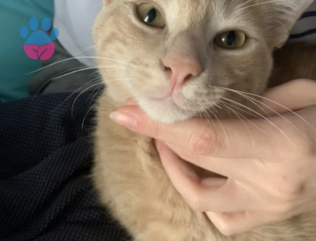 Simba için güzel bir hanimefendi