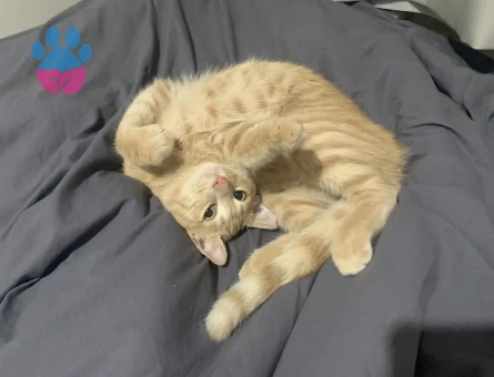 Simba için güzel bir hanimefendi