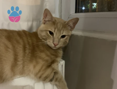 Simba için güzel bir hanimefendi