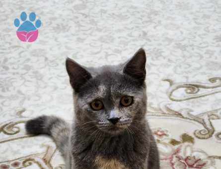 British Shorthair Dişi Kızgınlıkta