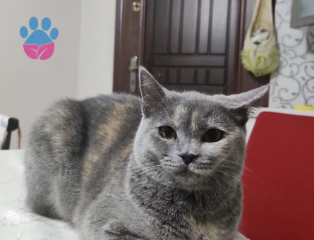 British Shorthair Dişi Kızgınlıkta