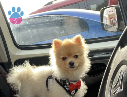 Ken barbisini arıyor..