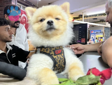 Ken barbisini arıyor..