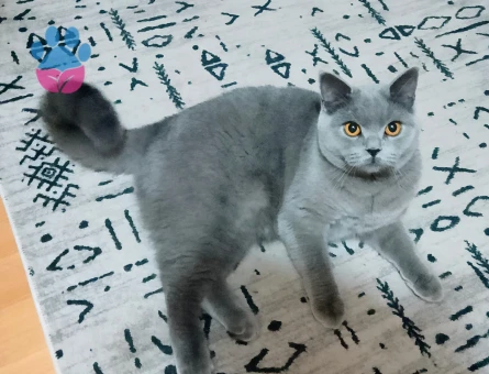 Güzel kızımıza damat arıyoruz