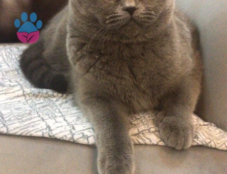 Dişi kedime eş arıyorum