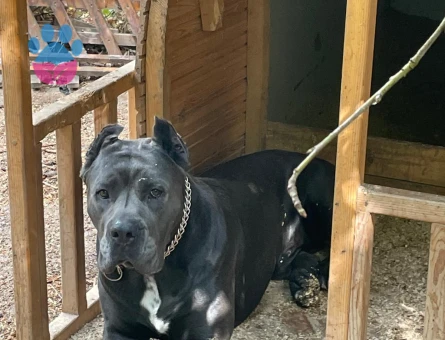 Oğlumuza eş arıyoruz