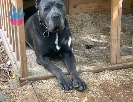 Oğlumuza eş arıyoruz