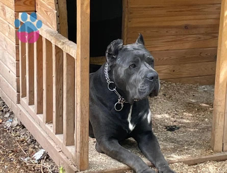 Oğlumuza eş arıyoruz