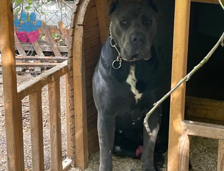 Oğlumuza eş arıyoruz